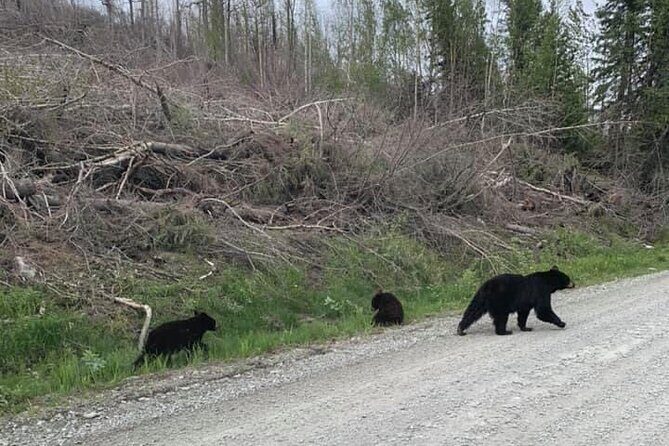 2 hr Private Custom Tour of Ketchikan (4 people) Wildlife + More - FAQ