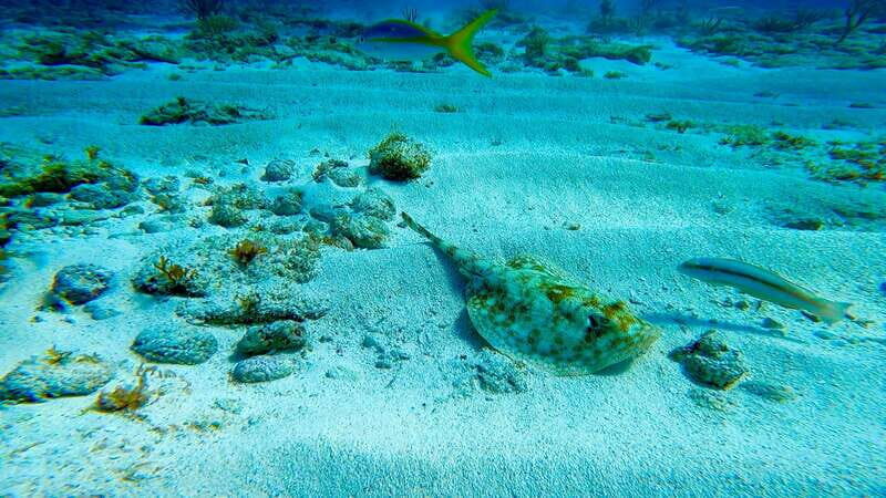 2 Ocean Dives: MUSA Underwater Museum and Manchones Reef - Attire and Preparation