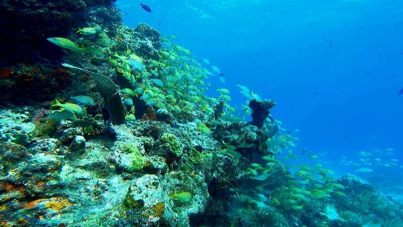 2 Ocean Dives: MUSA Underwater Museum and Manchones Reef - The Experience: What You’ll Feel and See