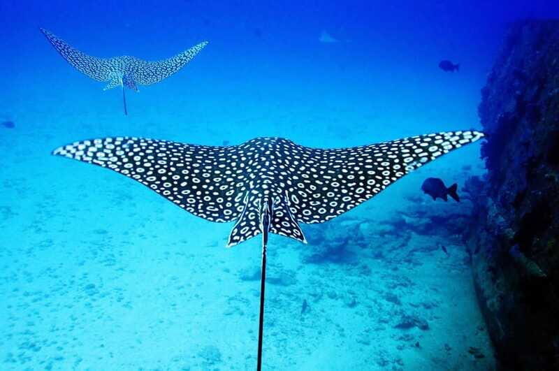 2 Ocean Dives: MUSA Underwater Museum and Manchones Reef - Who Will Love This Tour?