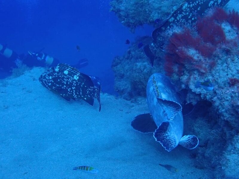 2 PRIVATE GUIDED DIVES - The Itinerary – What to Expect on Your Dive Day