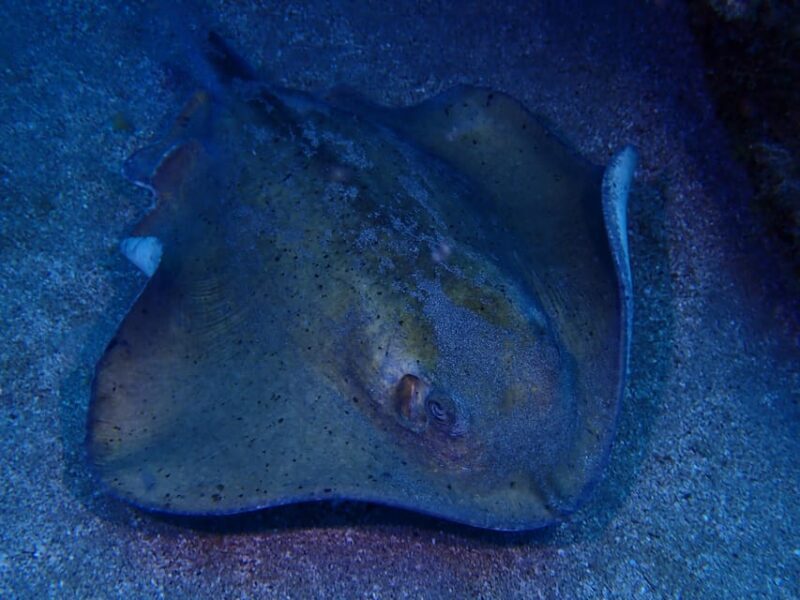 2 PRIVATE GUIDED DIVES - Who Should Consider This?