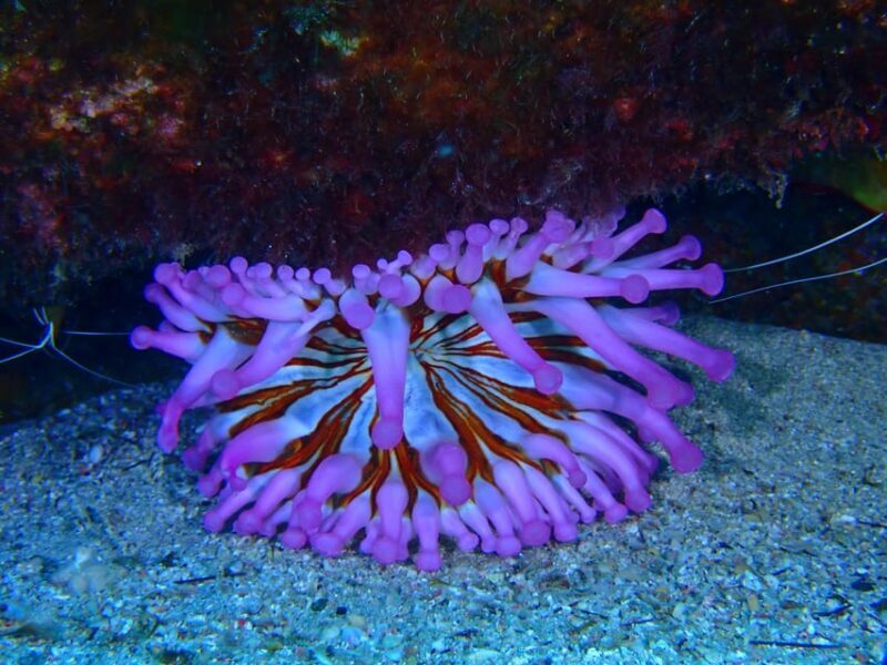 2 PRIVATE GUIDED DIVES - FAQ