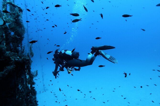 2 Scuba Fun Dives for Certified divers in St Paul's Bay - Pricing and Value