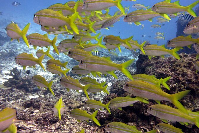 2 Tank (1 Day) Guided Diving for Certified Divers - Denarau Marina - An In-Depth Look at the Fiji Dive Experience
