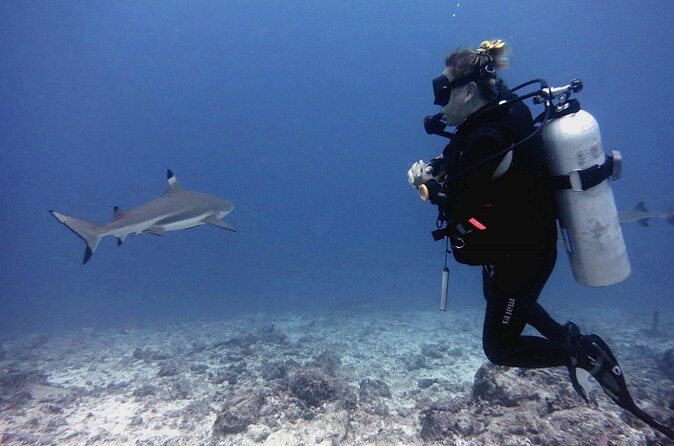 2 Tank (1 Day) Guided Diving for Certified Divers - Denarau Marina - FAQs