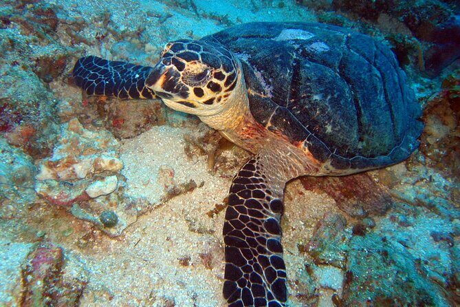 2 Tank Boat Dives for Certified Divers - Final Thoughts