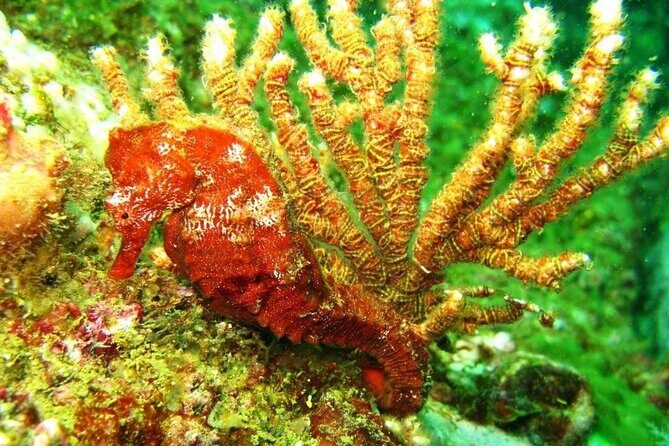 2 Tank Boat Dives for Certified Divers - FAQs