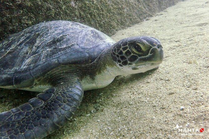 2 Tank Combo Cabo Reserve & Corridor, certified divers with MANTA - Is This Tour Right for You?