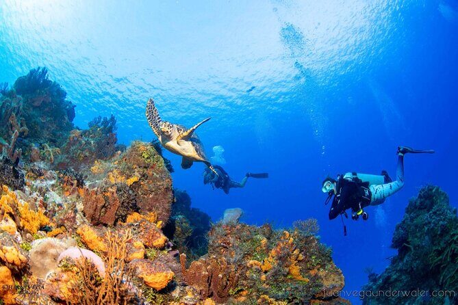 2 Tank Cozumel Reef Boat Dives - The Value and Price Point