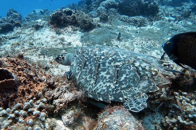 2 Tank Cozumel Reef Boat Dives - Who Should Consider This Tour?