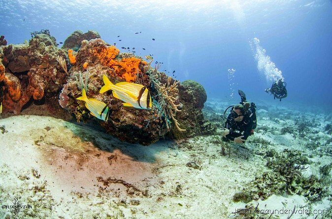 2 Tank Cozumel Reef Boat Dives - The Downside?