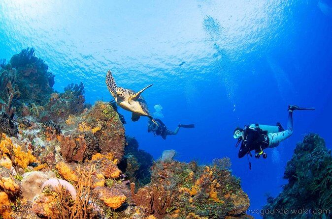 2 Tank Cozumel Reef Boat Dives - Final Thoughts