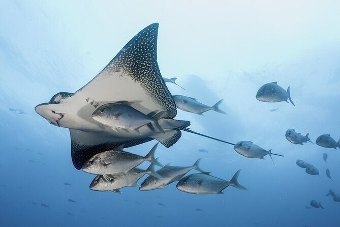 2 Tank Dive - Certified Divers (Santa Maria Bay & Chileno Bay) - The Experience in Detail