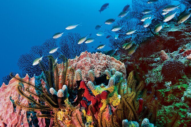 2 Tank Dive (for certified divers) - Group Size and Guides