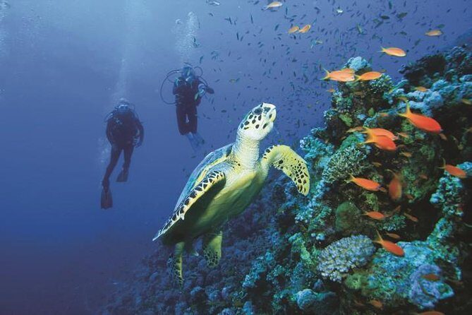 2 Tank Dive in Cozumel - The Experience in Detail