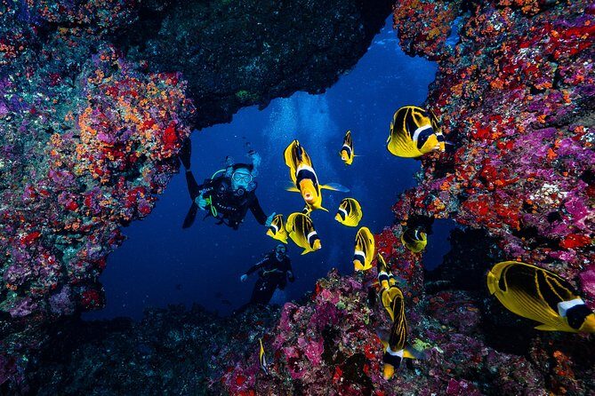 2 Tank Lanai Cathedral Scuba Dive Via Boat for Certified Divers - What Makes This Tour Stand Out