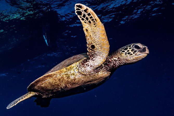 2-Tank Maui Turtle Scuba Dive or Snorkel Boat Tour - What to Expect at Each Site