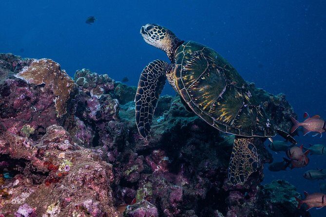 2-Tank Maui Turtle Scuba Dive or Snorkel Boat Tour - Final Thoughts