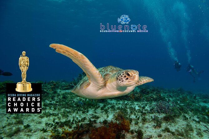 2 Tank Morning Dive: Scuba Diving in Cozumel - Why This Tour Will Appeal to You