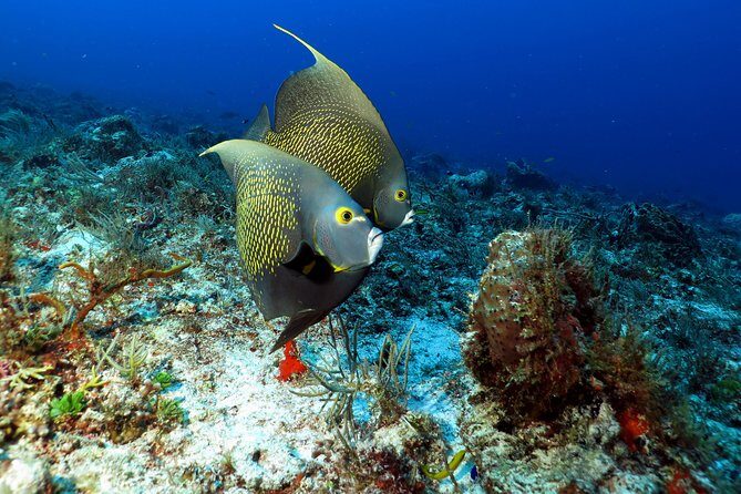 2-Tank Morning or Afternoon Dives in Playa del Carmen certified Divers Only - What Makes This Tour Stand Out?