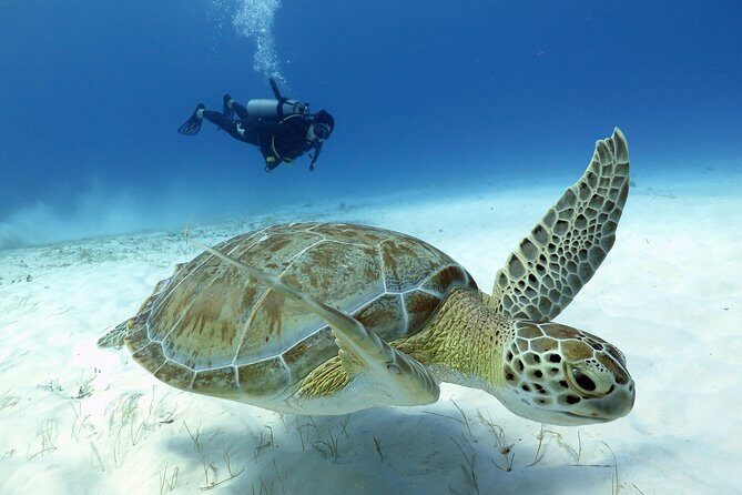 2-Tank Morning or Afternoon Dives in Playa del Carmen certified Divers Only - What You Can Expect from the Experience