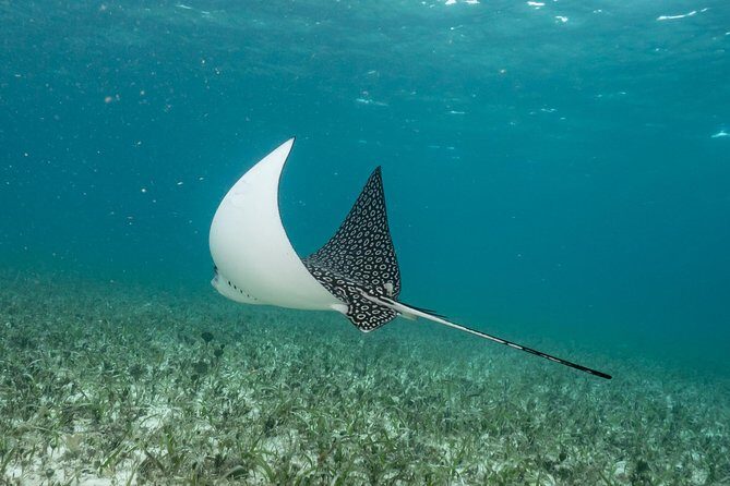 2-Tank Morning or Afternoon Dives in Playa del Carmen certified Divers Only - Final Thoughts