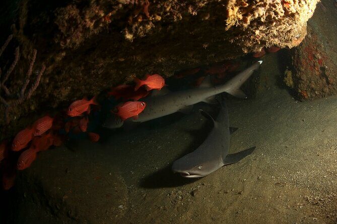 2 Tank Tour in Cabo San Lucas Reserve, Certified Divers with MANTA - An In-Depth Look at the 2 Tank Tour Experience