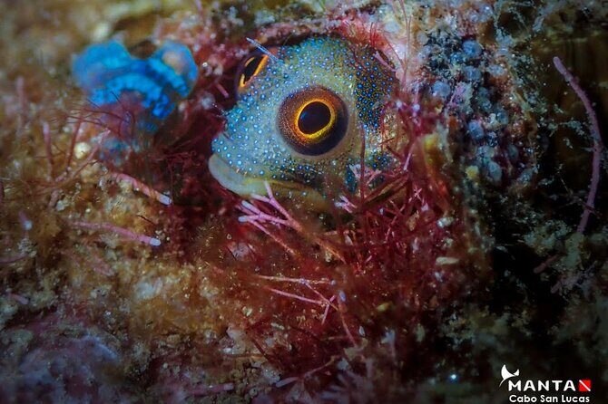 2 Tank Tour in Cabo San Lucas Reserve, Certified Divers with MANTA - Wrapping It Up