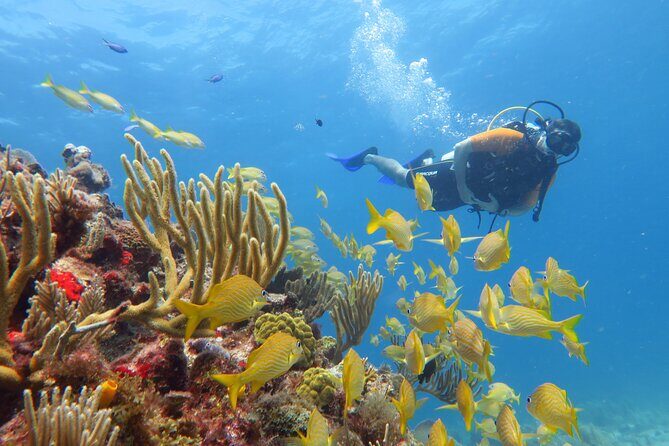 2 Tanks Dives Cancun Underwater Museum for Certified Divers - The Pros and Cons