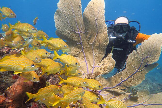 2 Tanks Dives Cancun Underwater Museum for Certified Divers - Who Should Consider This Tour?