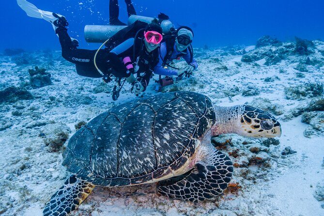 2 Tanks dives for Certified Divers in Cozumel - What You Can Expect from This Cozumel Dive Tour