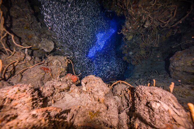 2 Tanks dives for Certified Divers in Cozumel - The Bottom Line: Who Should Consider This Tour?