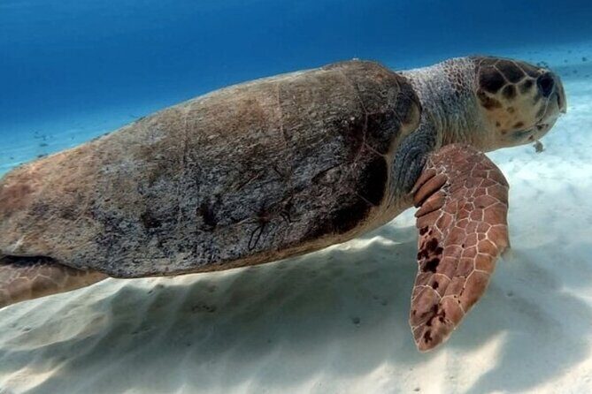 2 tanks for certified divers - Final Thoughts