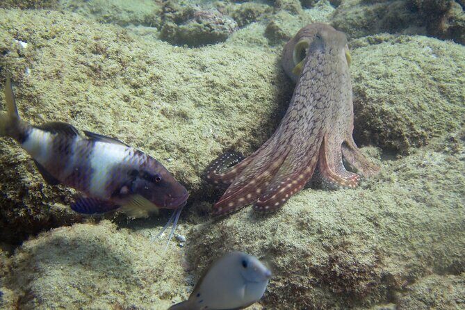 2 Tanks Scuba Dive Kaua'i from a Boat - The Sum Up