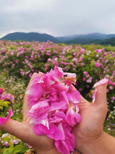 2026 Kazanlak Rose Festival Group Tour - What Makes This Tour Stand Out?