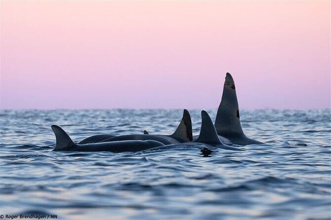 24hr Northern Lights & Whale Watching Cruise - Final Thoughts: Is It Worth It?