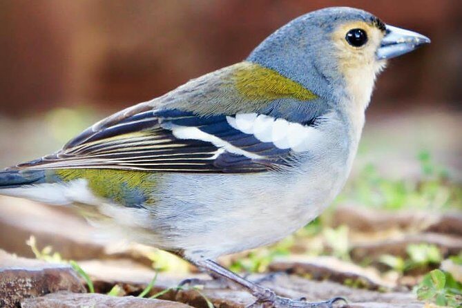 "25 Fountains" Walk / Lost In The Beautiful Forest - Who Should Consider This Tour?