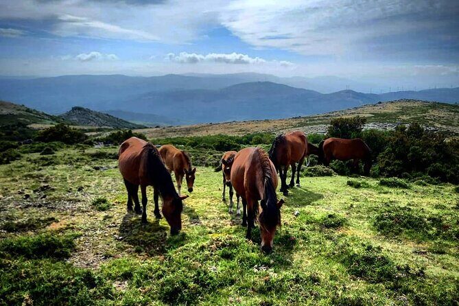 2h Buggy Tour  Arcos de Valdevez  Peneda Gerês - Who Should Consider This Tour