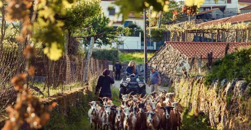 2h Quad Tour  Arcos de Valdevez  Peneda Gerês - Final Thoughts: Is This Tour Worth It?