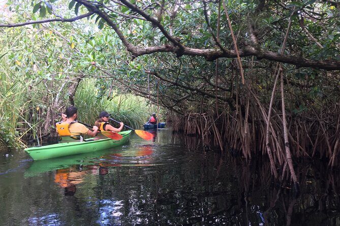 2Hour Everglades Kayak Safari Adventure Through Mangrove Tunnels - Authentic Feedback from Participants