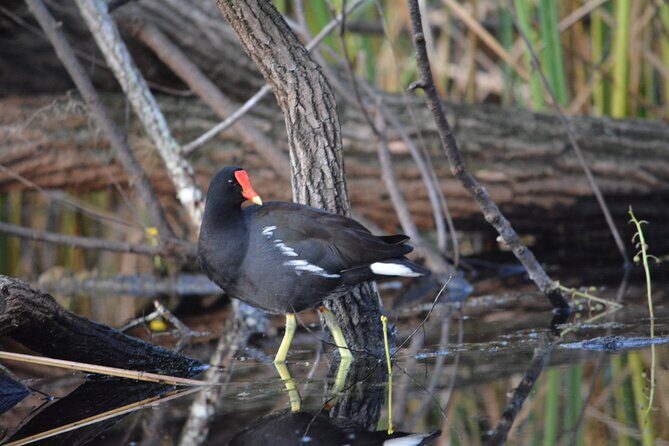 2Hour Everglades Kayak Safari Adventure Through Mangrove Tunnels - Who Will Love This Experience?