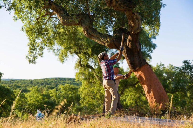 2hr Cork Safari in a Classical Land Rover - Key Points