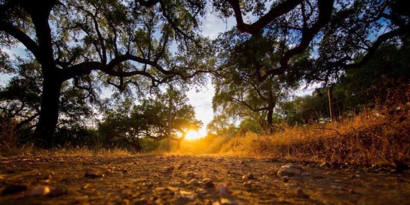 2hr Cork Safari in a Classical Land Rover - A Closer Look at the Tour Experience