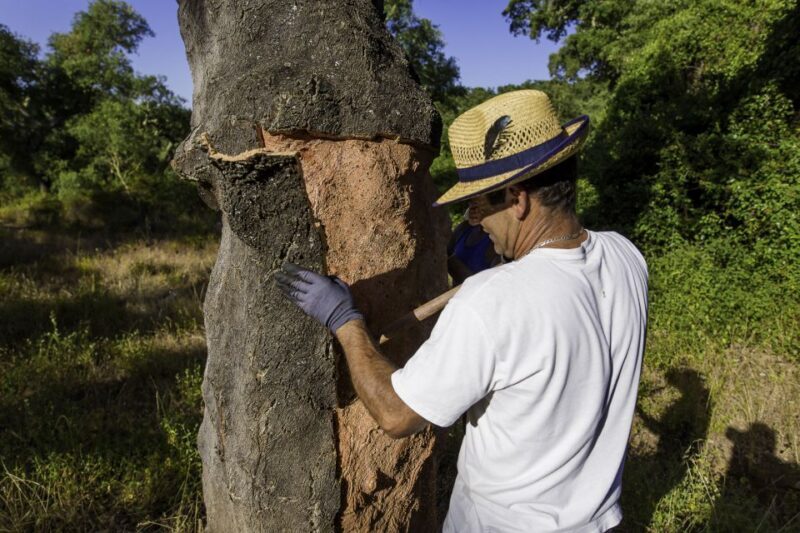 2hr Cork Tour in a Jeep - Exploring Portugal’s Cork Forests: A 2-Hour Jeep Tour in Alentejo