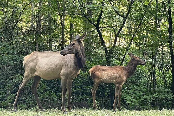 3 - 3.5 HR Smoky Mtn. Cherokee Eco Elk Safari Jeep Adventure - FAQs About the Smoky Mountain Cherokee Eco Elk Safari Jeep Adventure
