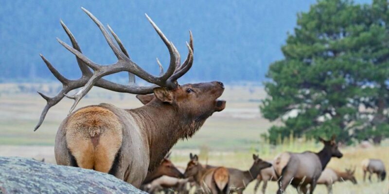 3/4 Day RMNP Mtn to Sky+Bear Lake Rd Tour-RMNPhotographer - Starting Point and Convenience