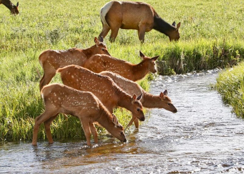 3/4 Day RMNP Mtn to Sky+Bear Lake Rd Tour-RMNPhotographer - Practical Details and Value