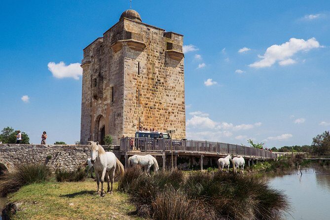 3.5 Hour Camargue 4x4 Safari from Le Grau-du Roi - Practical Tips for Getting the Most Out of This Experience