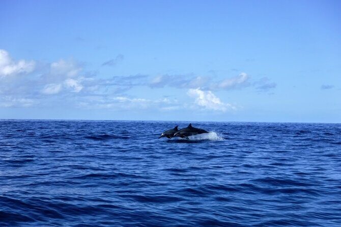 3.5 Hour Kailua-Kona Ocean Kayak and Snorkel Tour - The Perfect Audience for This Tour